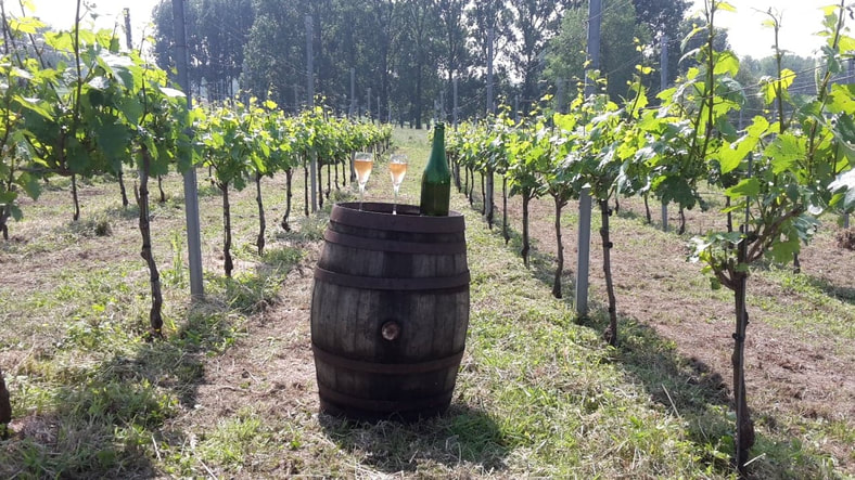 Aperitief op een unieke locatie, onze chardonnay wijngaard